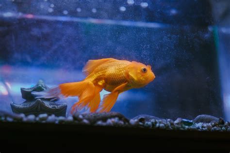 養金魚入門|新手養金魚懶人包：學會6個步驟，簡單養魚不煩惱